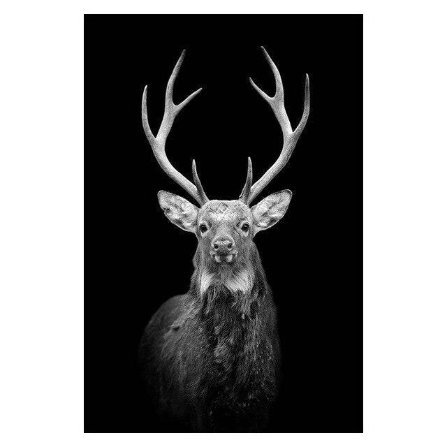 Affiche animaux noir et blanc - Mon alpaga