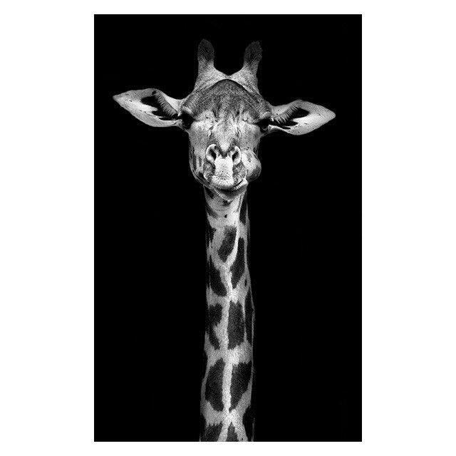 Affiche animaux noir et blanc - Mon alpaga