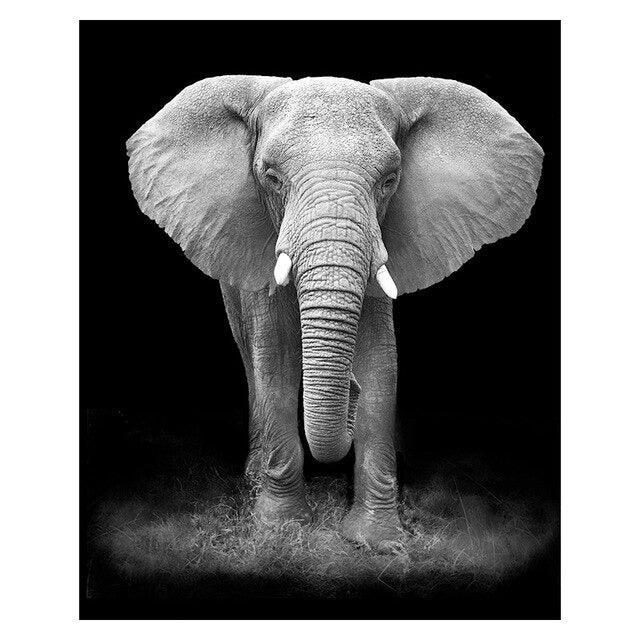 Affiche animaux noir et blanc - Mon alpaga