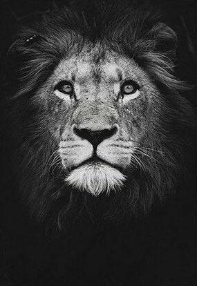 Affiche animaux noir et blanc - Mon alpaga