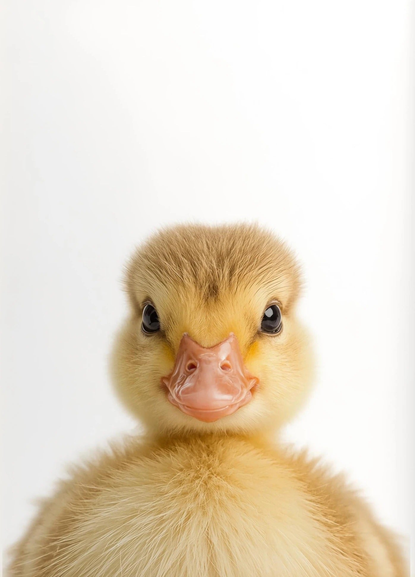 Affiches Bébés d'Amour