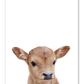 Affiche bébés animaux de la ferme - Mon alpaga
