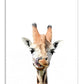affiche girafe bébé enfant